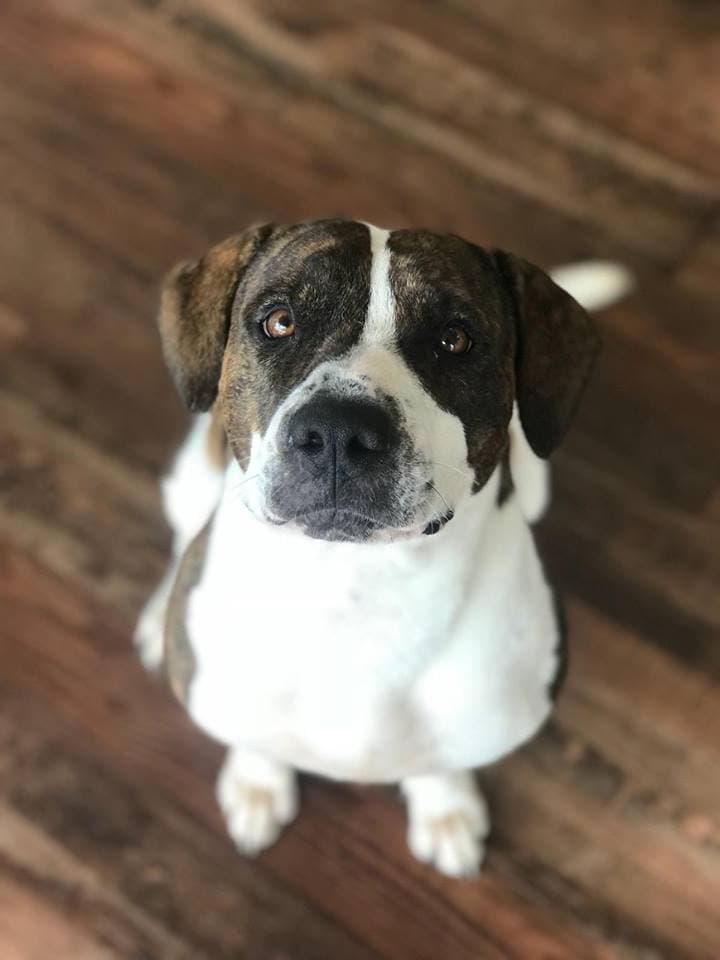 Delilah breeder image 6