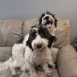 Recycled Dogs Rescue