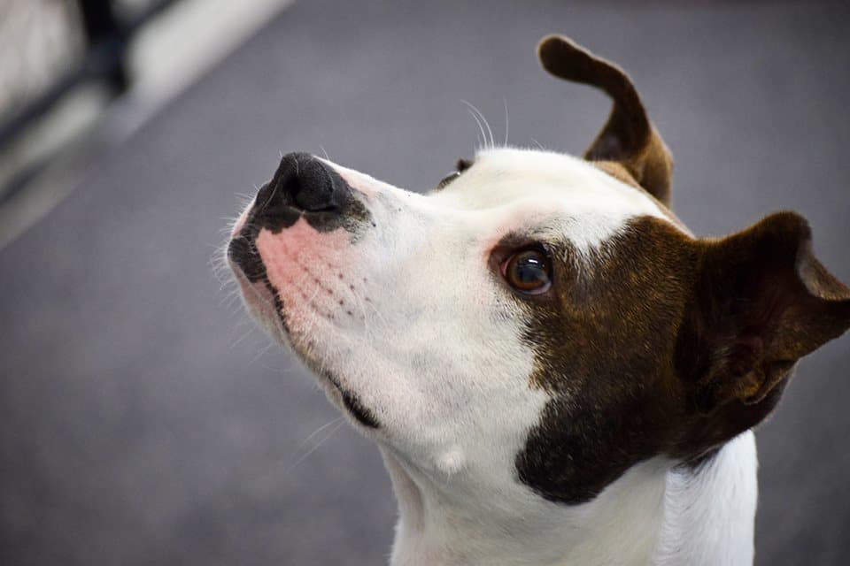 Willard breeder image 2