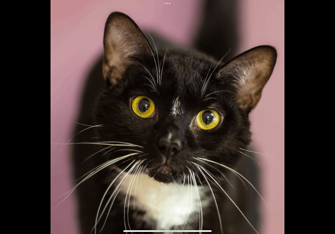 Onyx breeder image 6