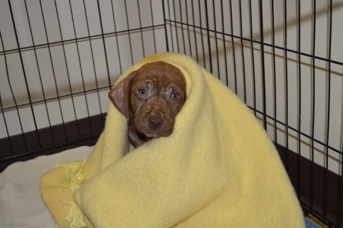 Kirby- Special fee! breeder image 4
