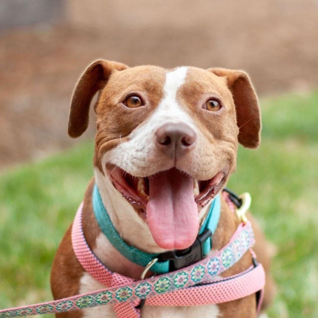 Courtesy Post Zeus breeder image 6