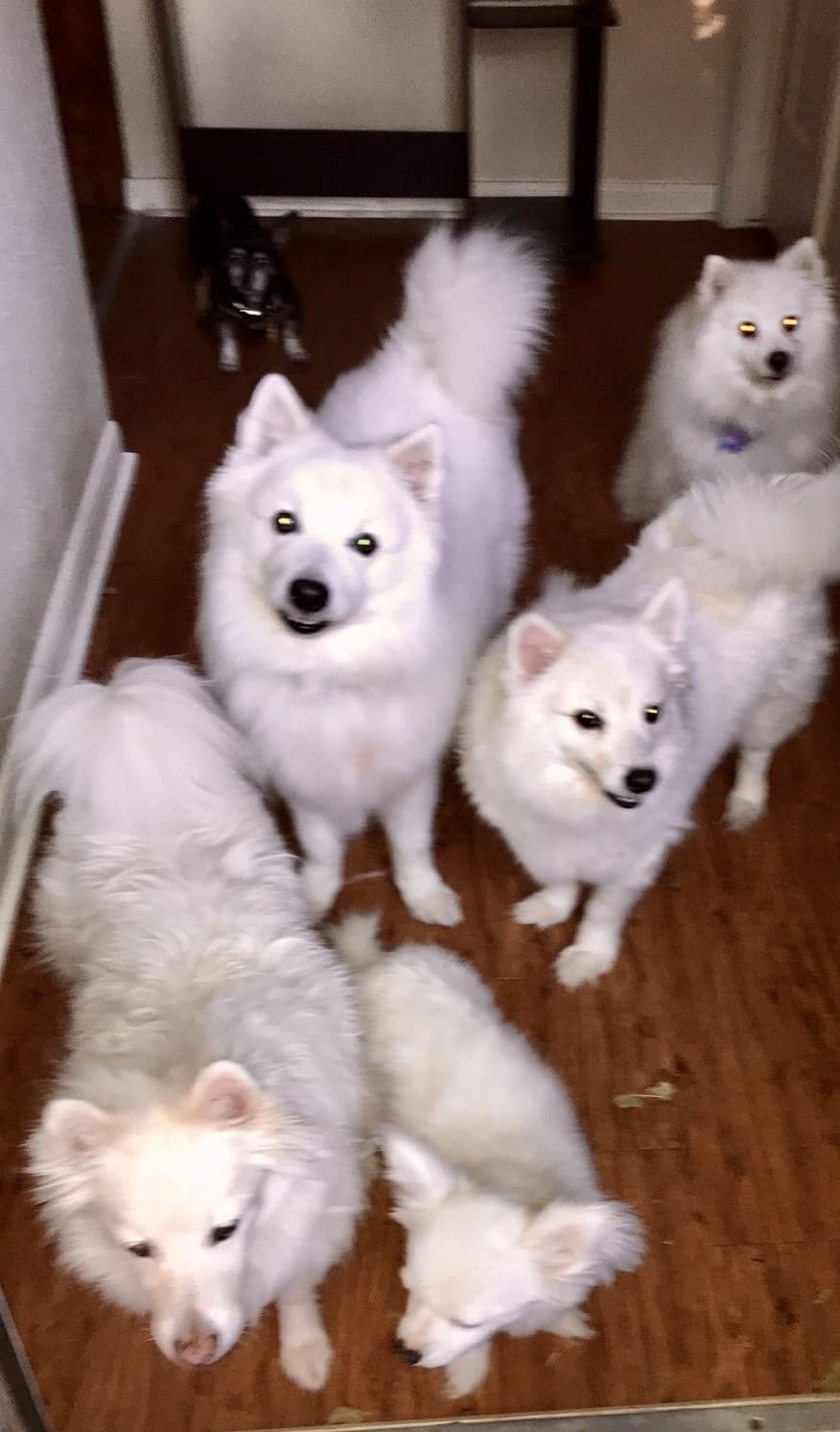 Allie breeder image 1