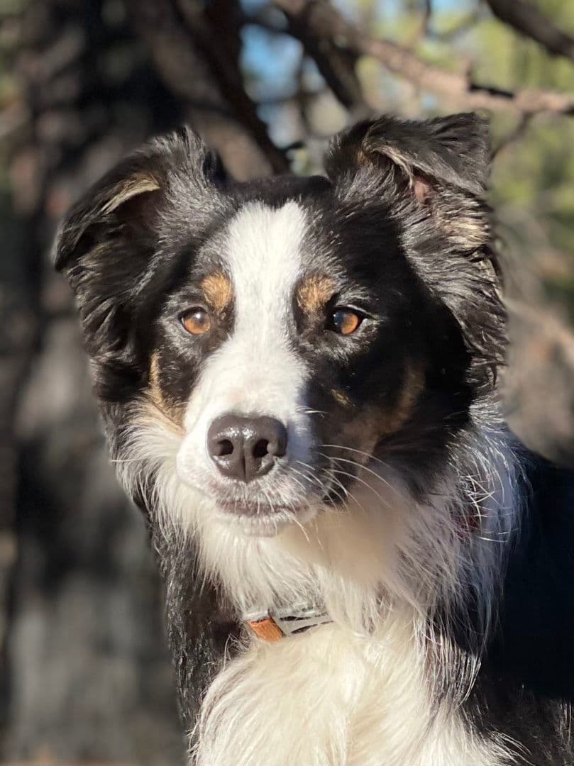 Rosie breeder image 1