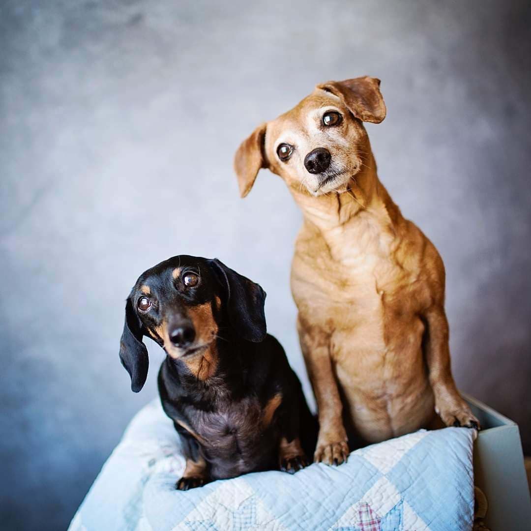 Junior breeder image 1