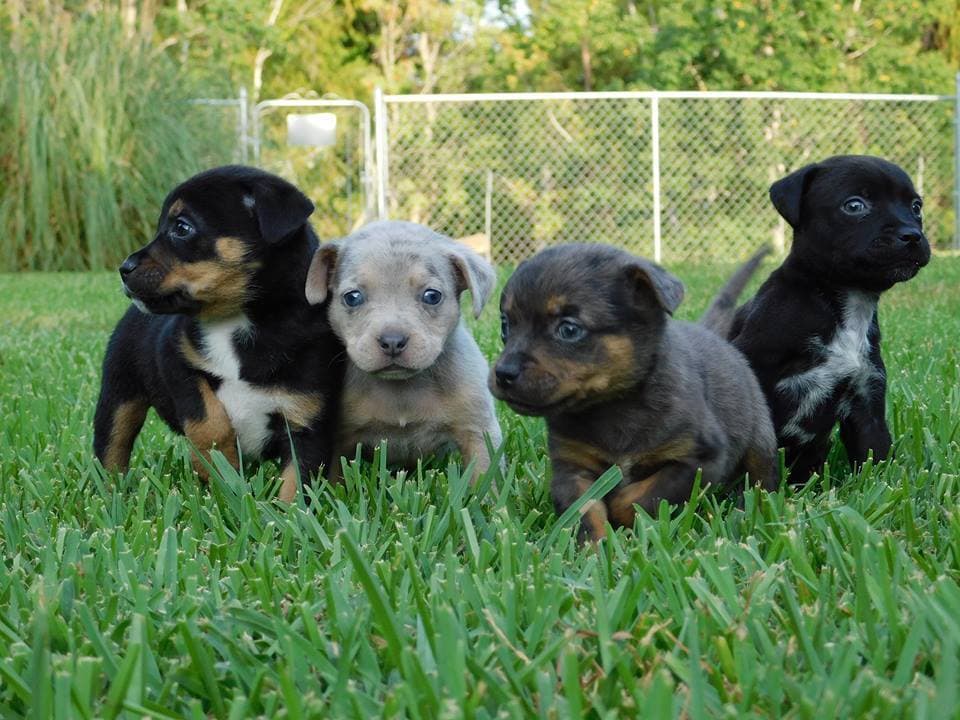 Knox breeder image 5