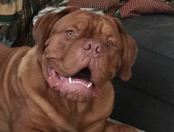 Stella breeder image 2