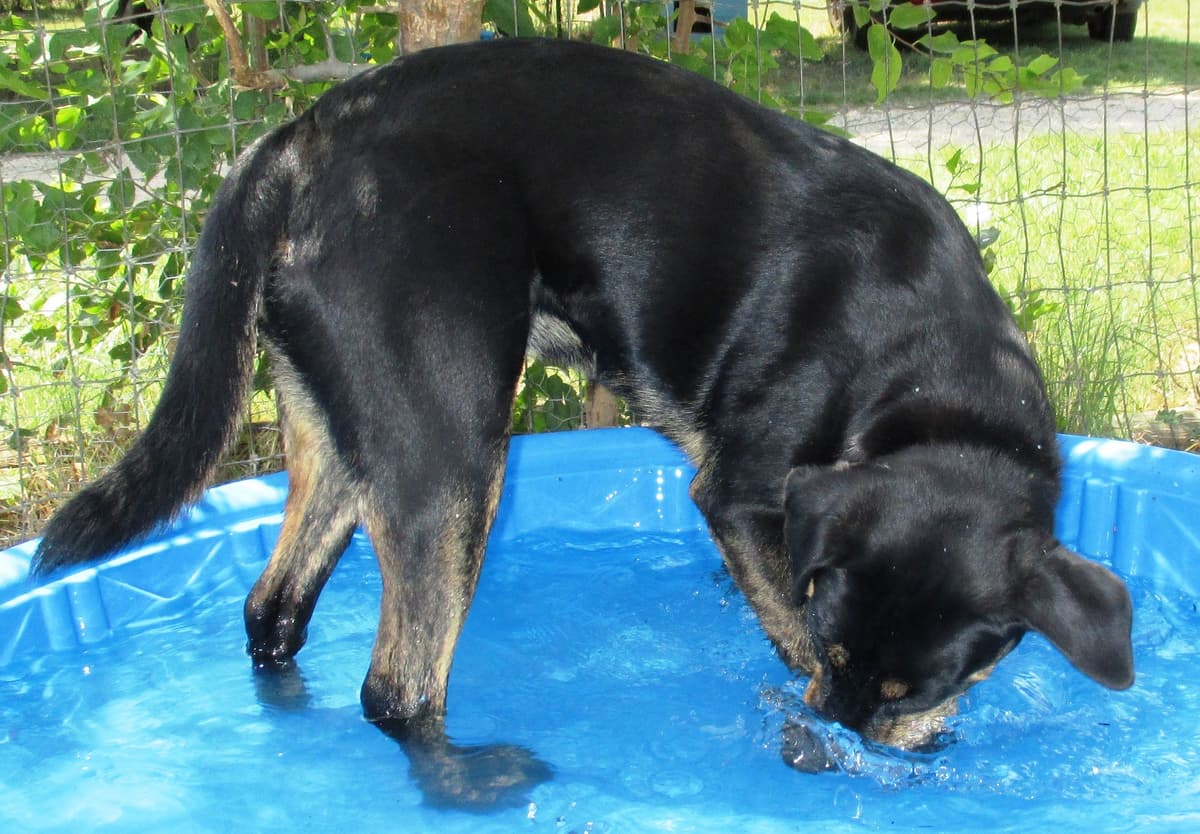 Dually breeder image 4