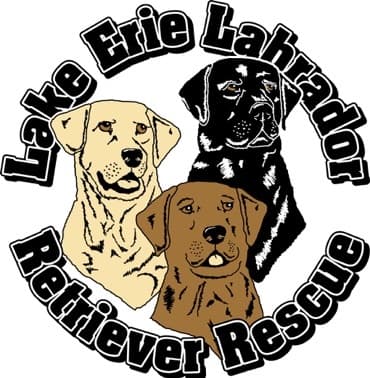 Lacy-Not Accepting Applications Yet breeder image 4