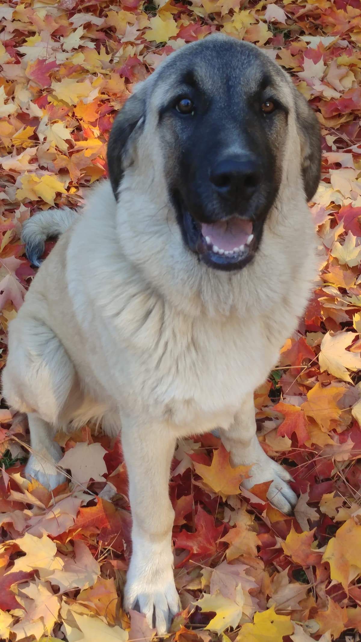 Josie breeder image 1