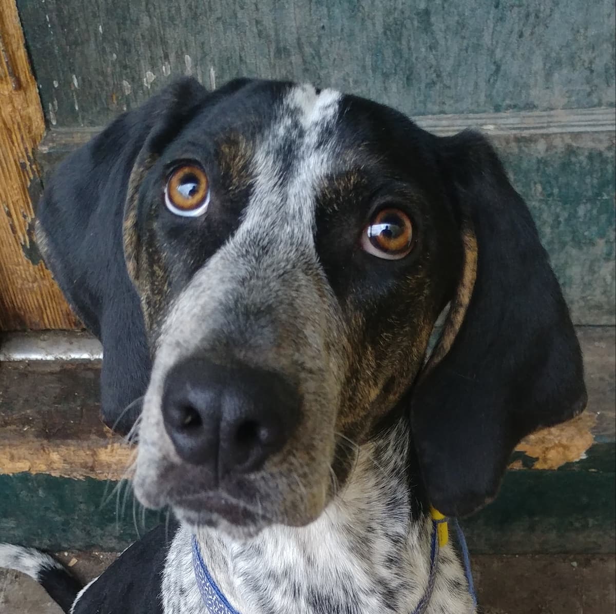 Josie breeder image 3