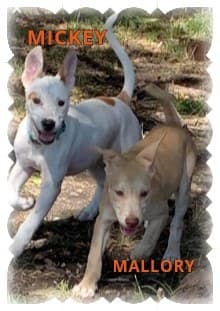 Austin breeder image 4