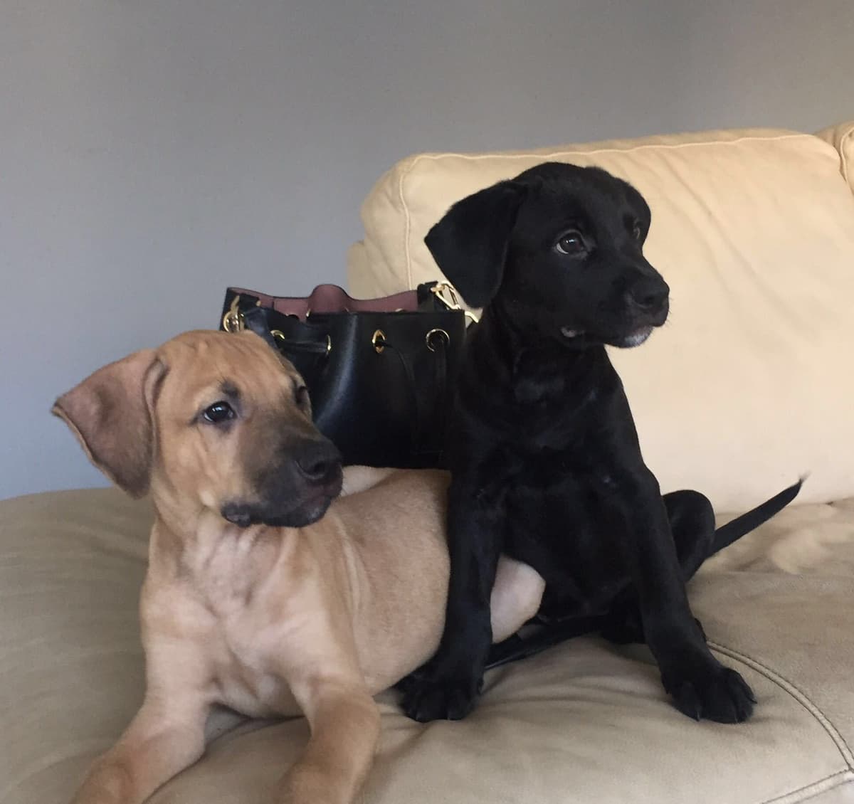 Rufo breeder image 2