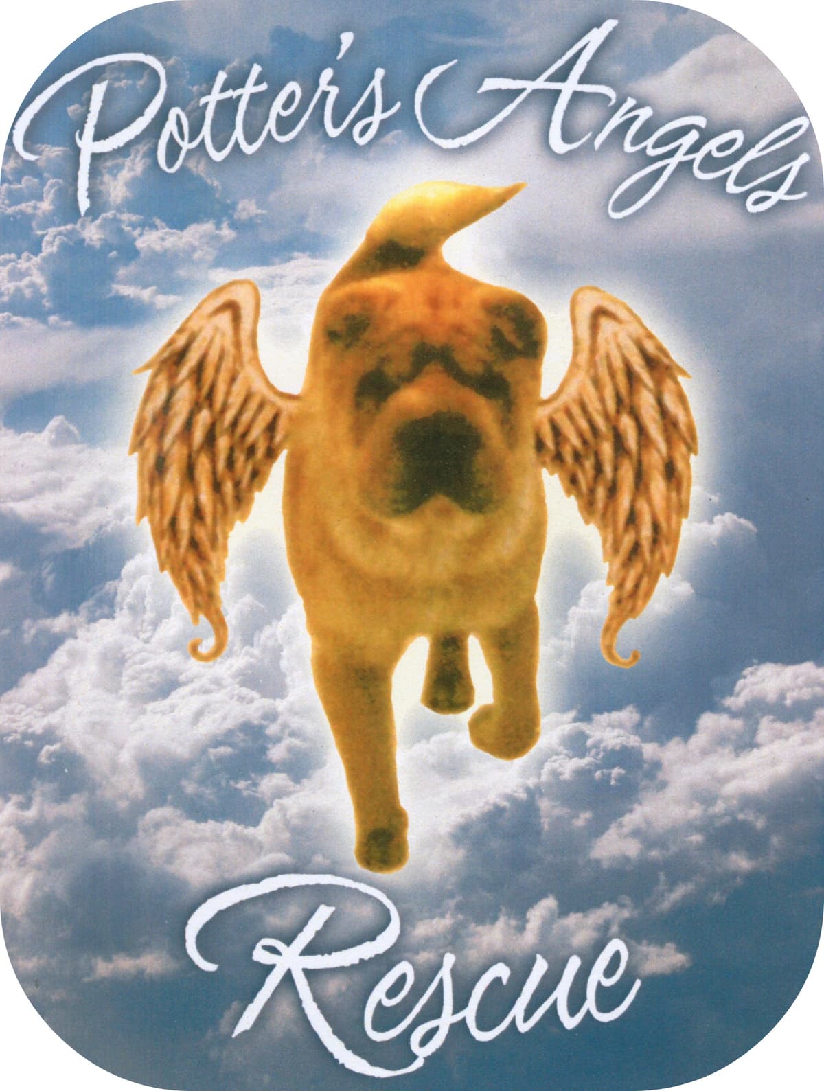 Teddy breeder image 1