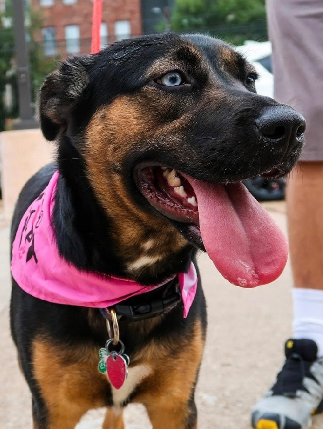 Ziggy breeder image 3