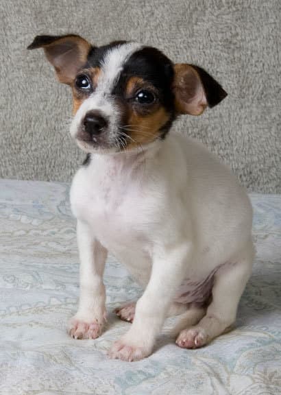 Demi breeder image 2