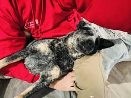 Bluey's Hope 4 Horses & Heelers