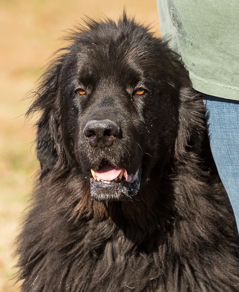 Betty breeder image 4