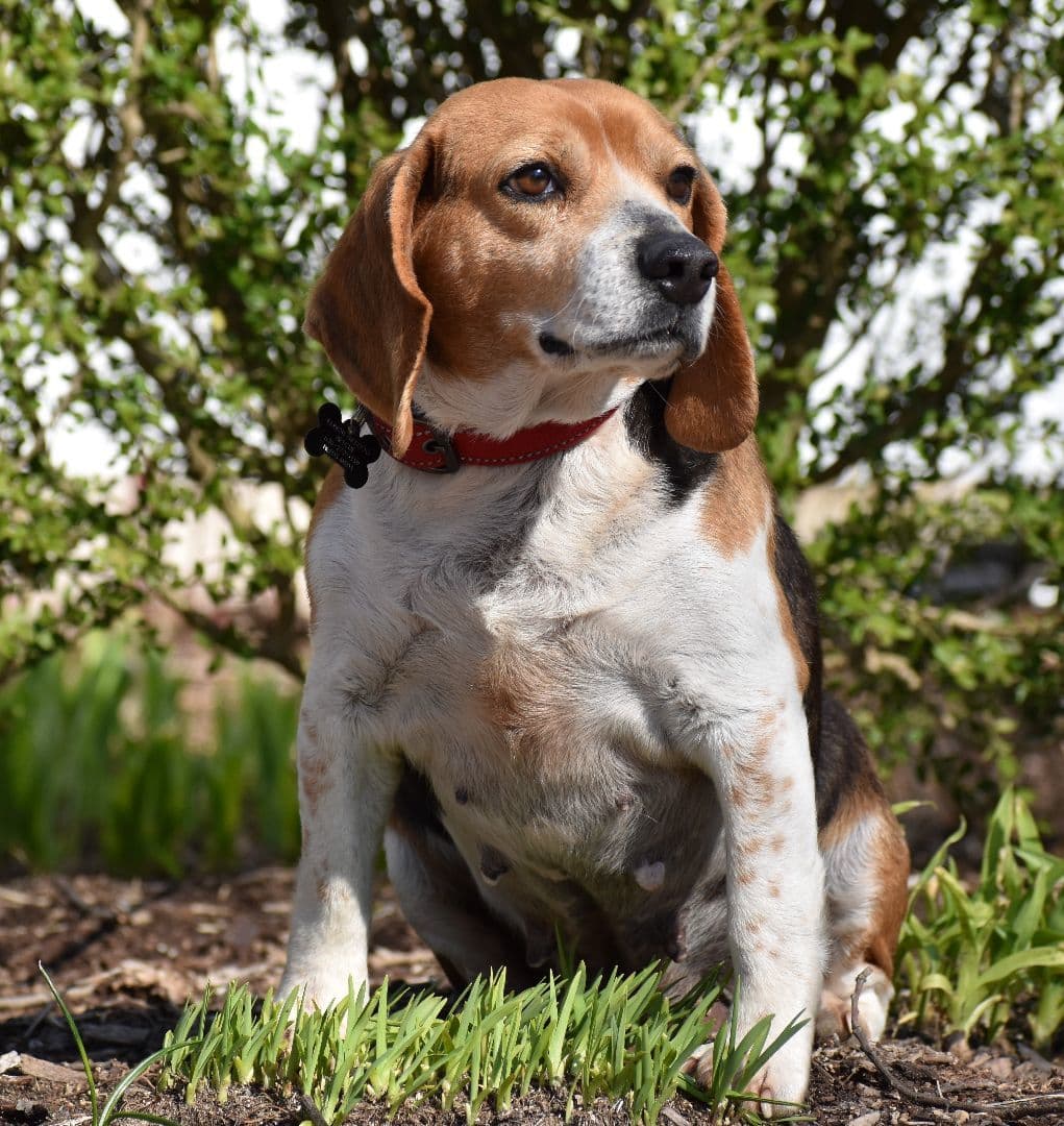 Queenie- Foster to Adopt breeder image 3