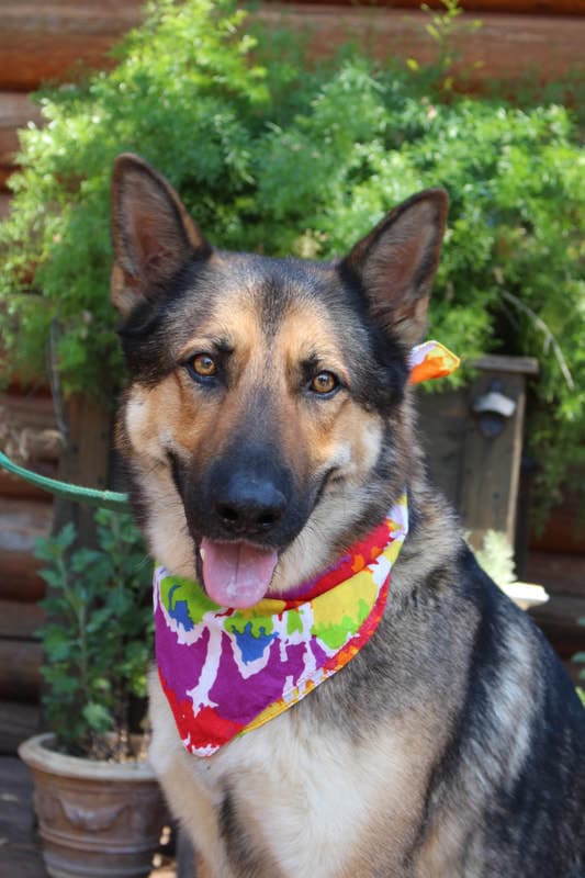 Bowie breeder image 3