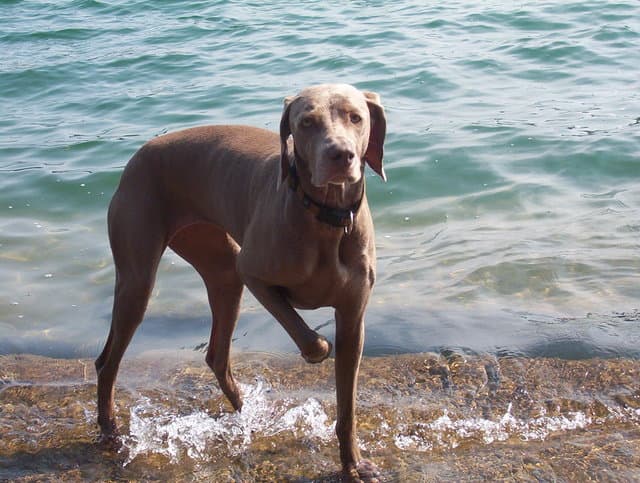 Schultz breeder image 5