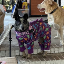 Tofil Farm Heeler Sanctuary