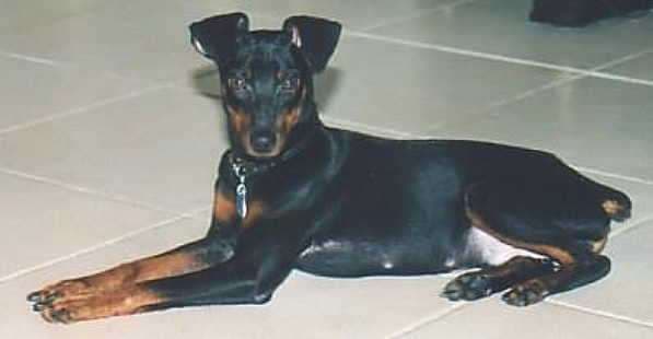 Minnie breeder image 1