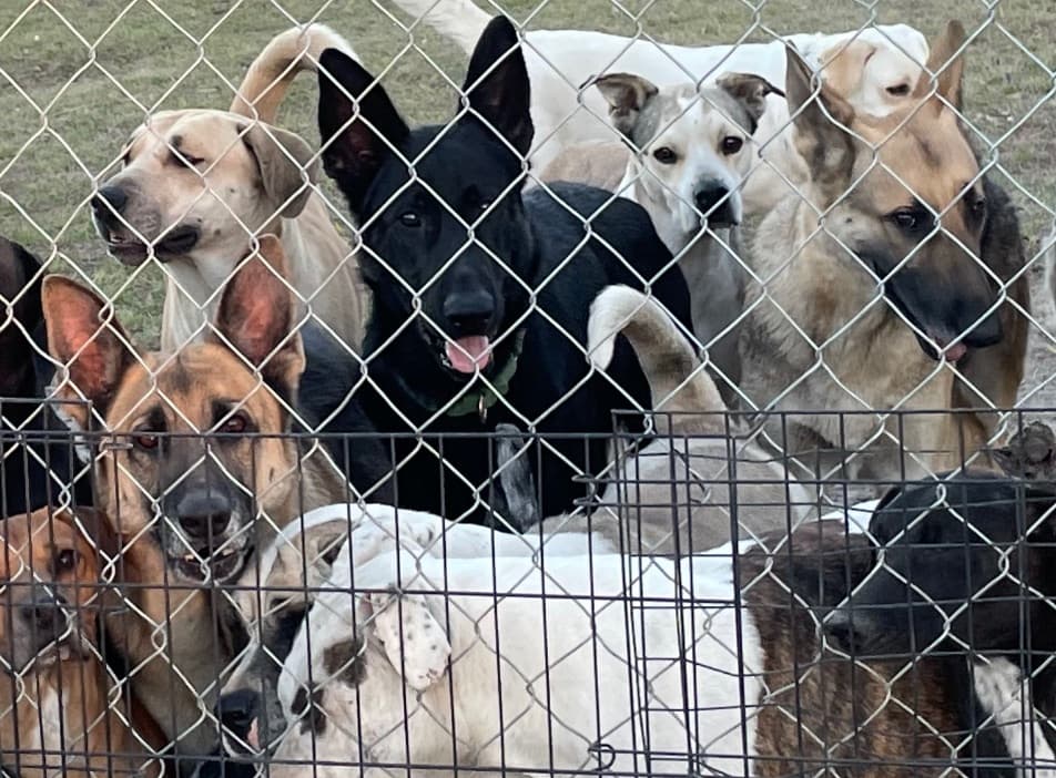 Cici breeder image 1
