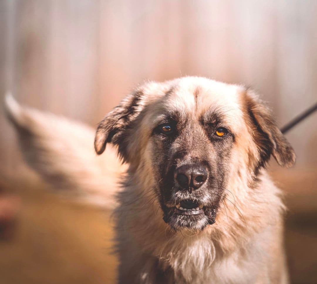 Sawyer breeder image 5
