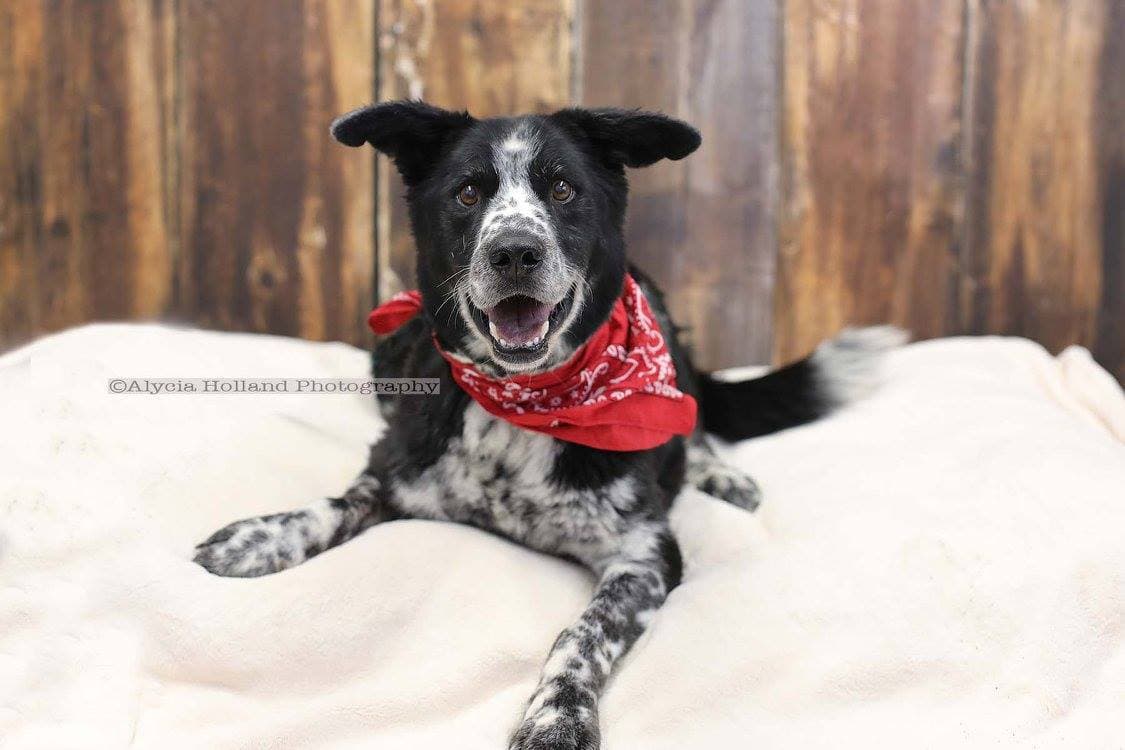 Abby - Courtey Listing - DO NOT Call the Shelter - Contact Info. is in Bio breeder image 1
