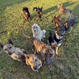 Mongrel Mafia Dog Rescue Inc.