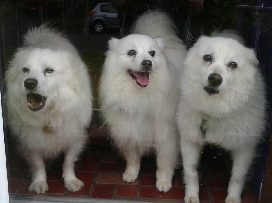 URGENT - Foster Homes are Needed Please foster, save a life breeder image 1