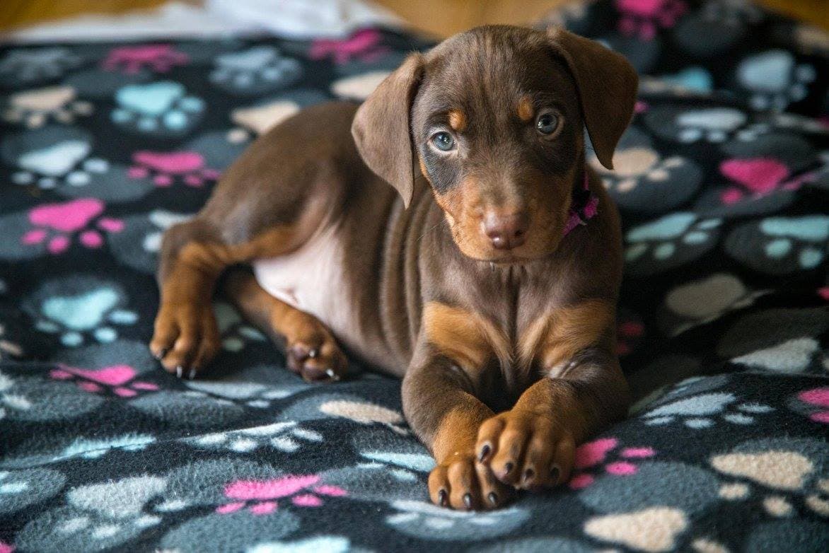 Maggie Adoption Pending! breeder image 5