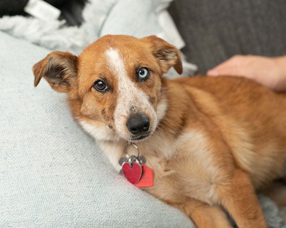 Louie breeder image 6