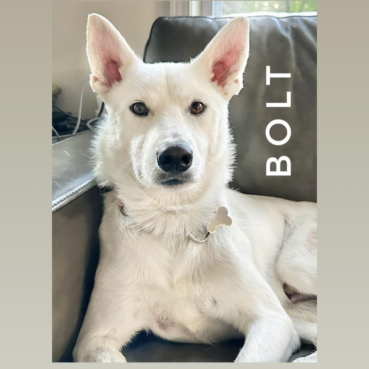 Maximo breeder image 3