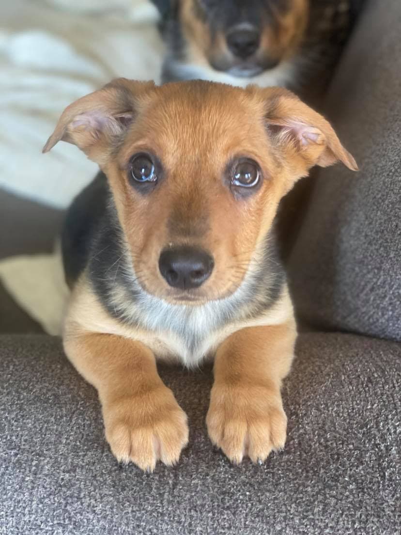 Charlotte breeder image 2