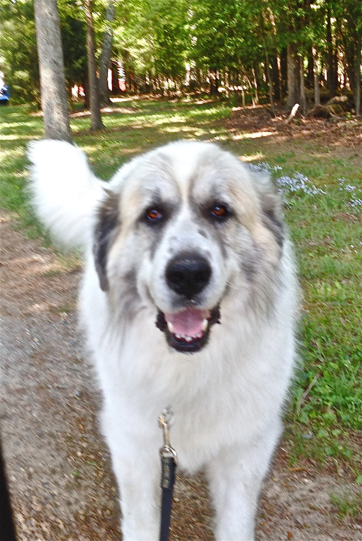 Darcy breeder image 4