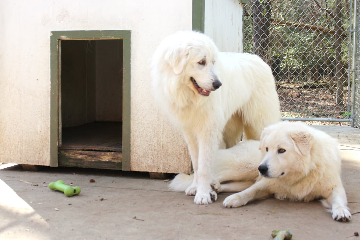 Darcy breeder image 6