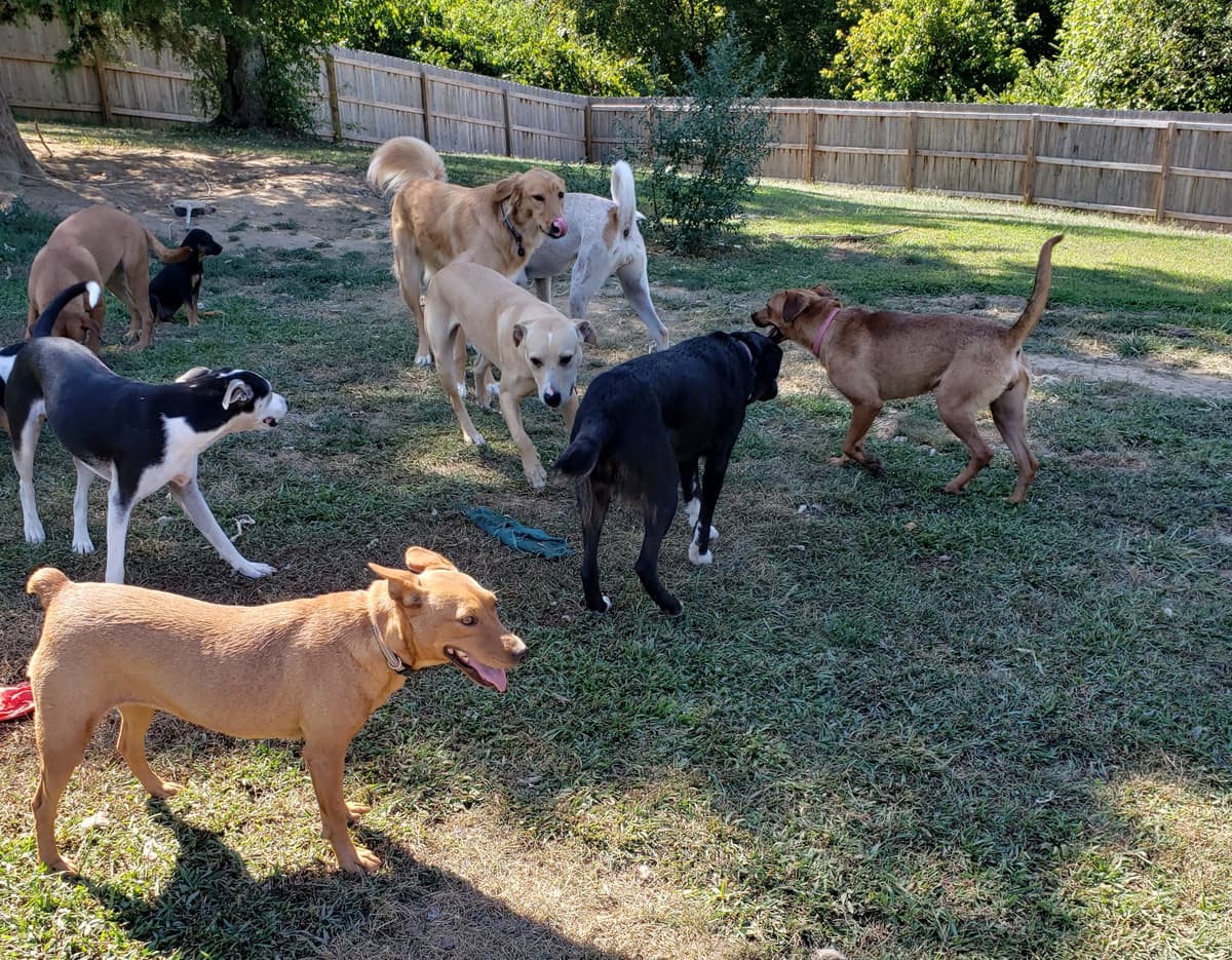 Lassie breeder image 3