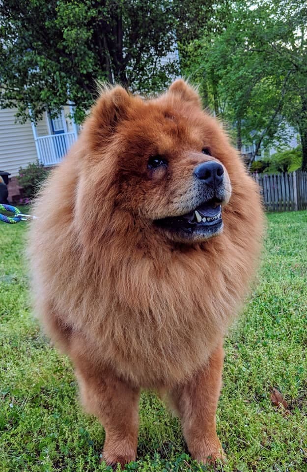 BALOO breeder image 5