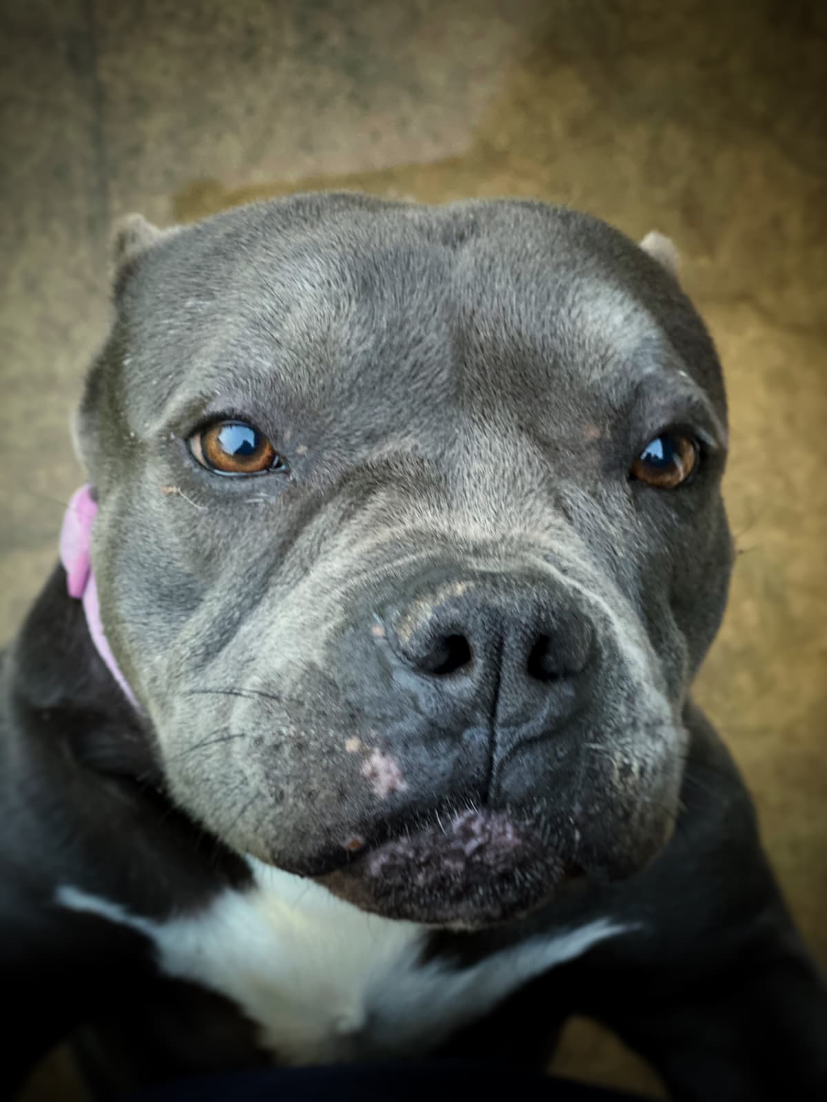 Chloe breeder image 2