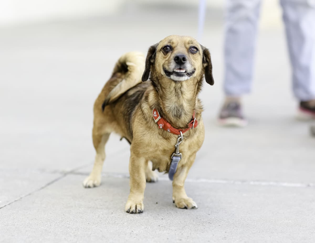 Pawdrey Hepburn (Courtesy Listing) breeder image 1