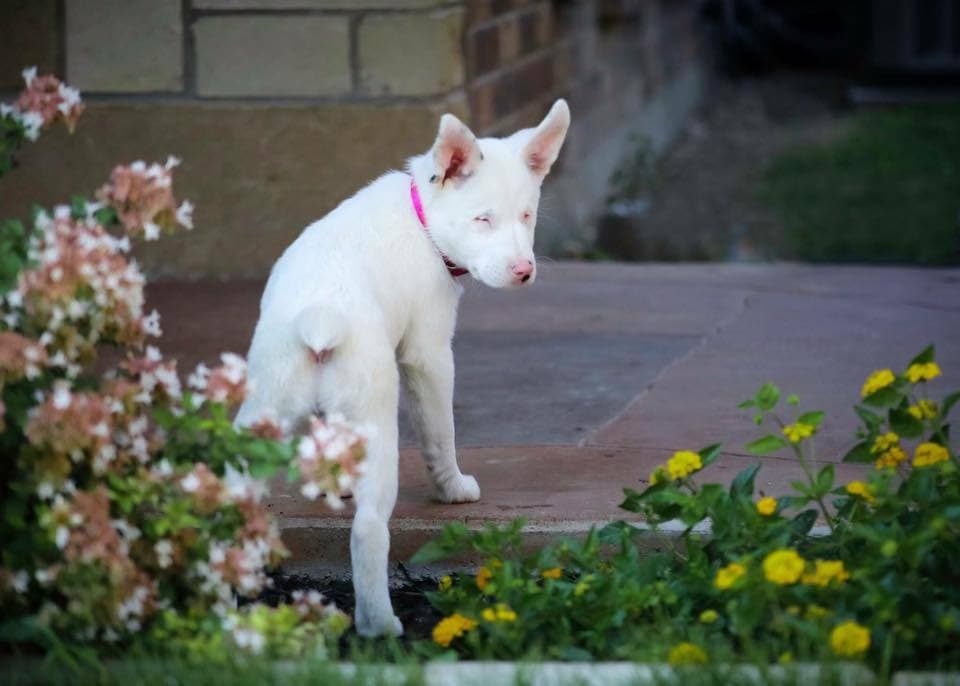 Pawdrey Hepburn (Courtesy Listing) breeder image 3