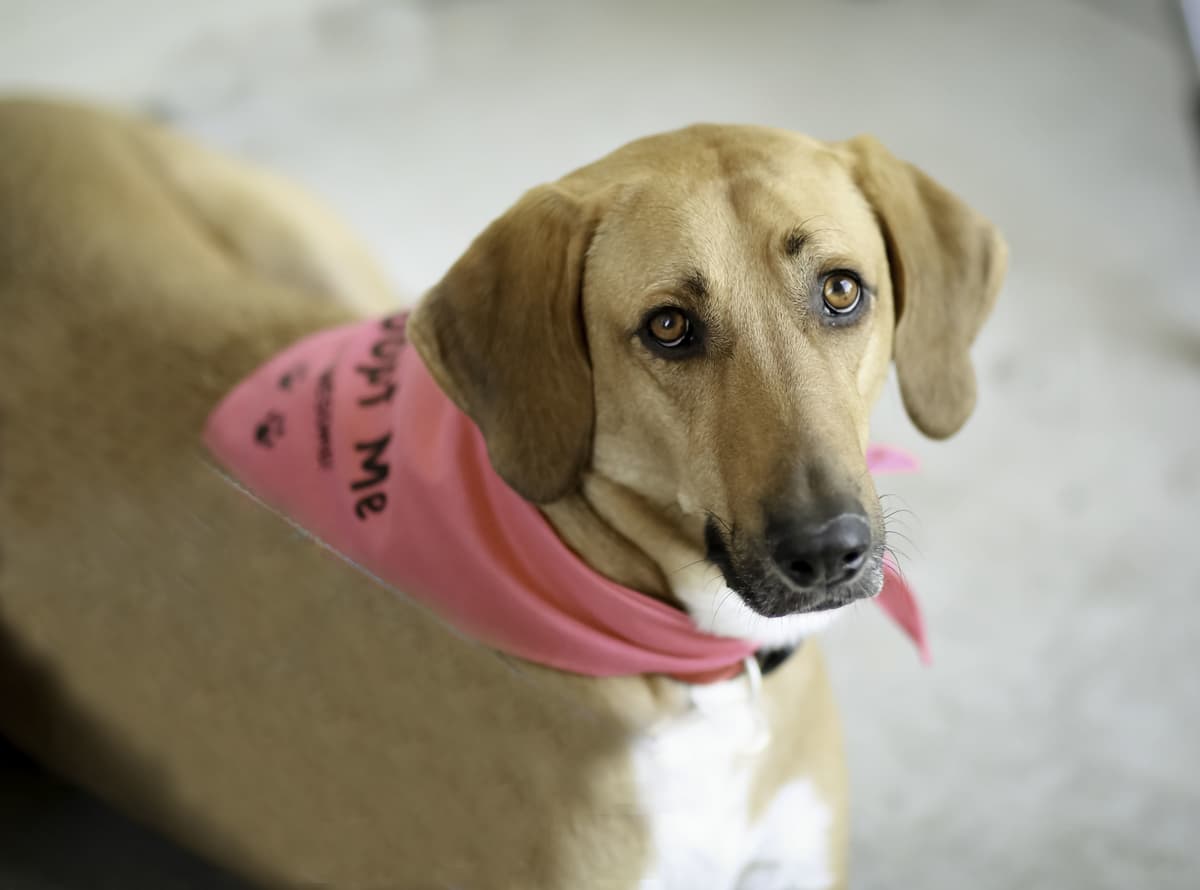 Pawdrey Hepburn (Courtesy Listing) breeder image 4