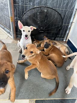 A Dogs New Life AC