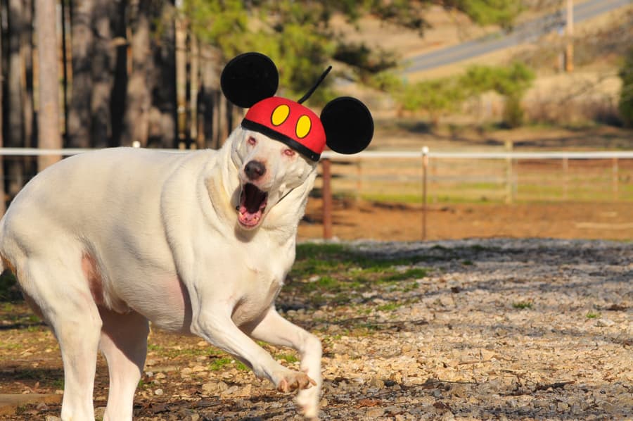 Zuko breeder image 1