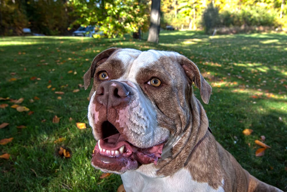 Bert breeder image 1