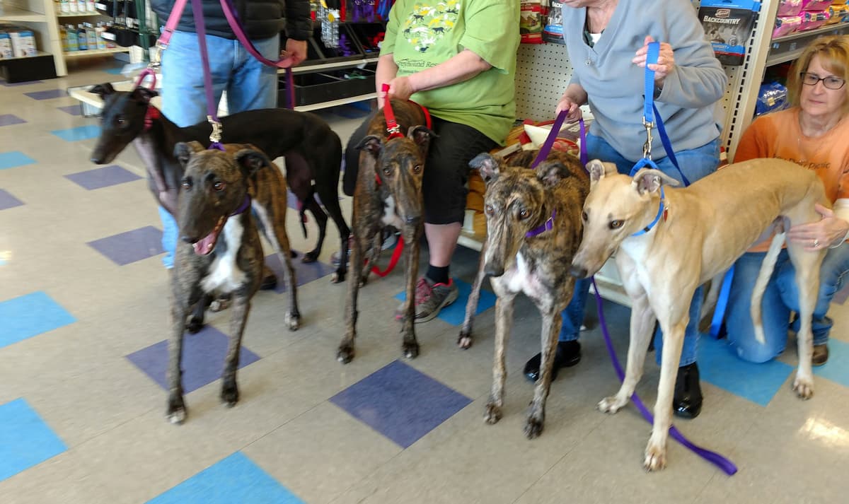 Tye - Pending breeder image 3