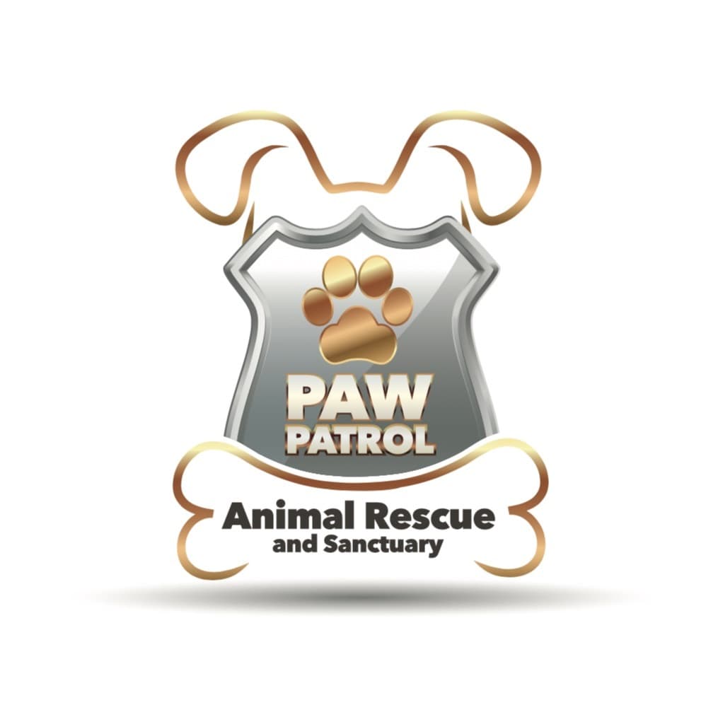 Lucia - FOSTER TO ADOPT OR ADOPTION breeder image 1