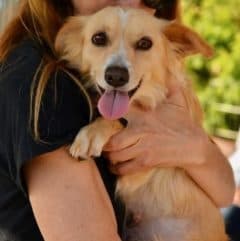 Goyo breeder image 3